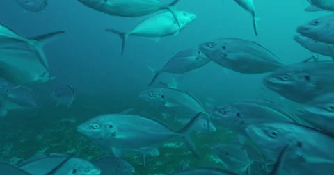 Great White in 2k Stock Footage 41651520