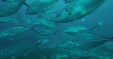 Great White in 2k Stock Footage 41654233