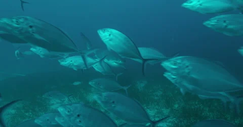 Great White in 2k Stock Footage 41656623