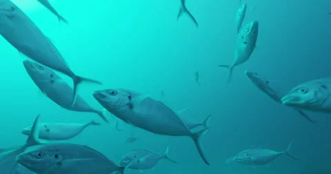 Great White in 2k Stock Footage 41674224