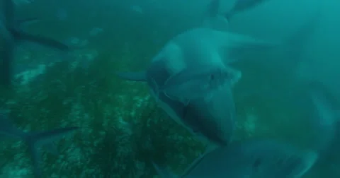 Great White in 2k Stock Footage 41675215