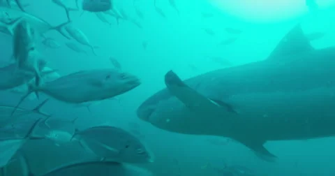 Great White in 2k Stock Footage 41677506