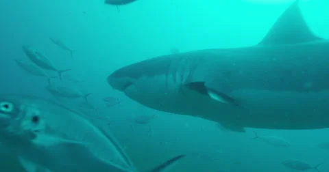 Great White in 2k Stock Footage 41679303