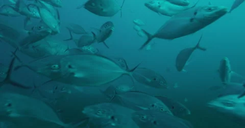 Great White in 2k Stock Footage 41681333