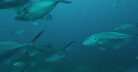 Great White in 2k Stock Footage 41686210