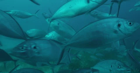 Great White in 2k Stock Footage 41687708
