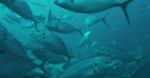 Great White in 2k Video stock 41689115