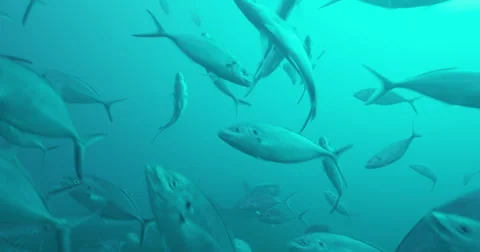 Great White in 2k Stock Footage 41690422