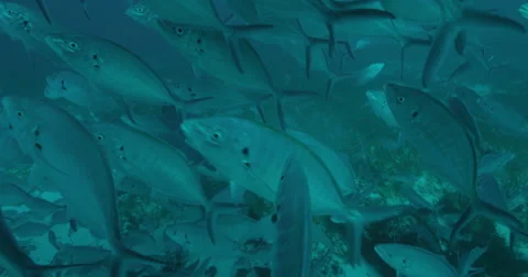 Great White in 2k Stock Footage 41692724