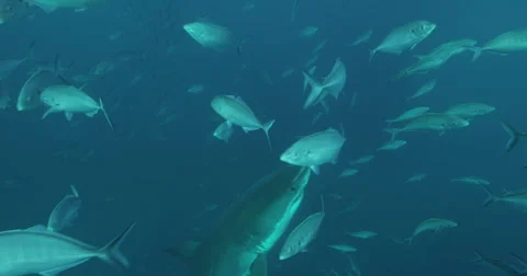 Great White in 2k Stock Footage 41698365