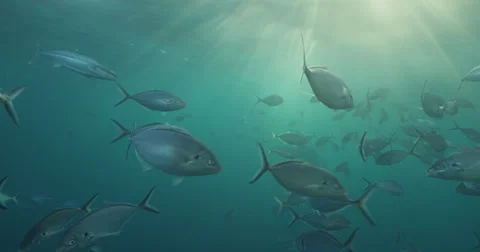Great White in 2k Stock Footage 41699201
