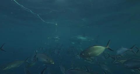 Great White in 2k Stock Footage 41713613