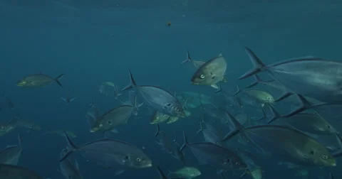 Great White in 2k Stock Footage 41718850
