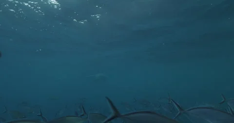 Great White in 2k Stock Footage 41721417