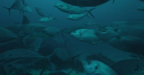 Great White in 2k Stock Footage 41898728
