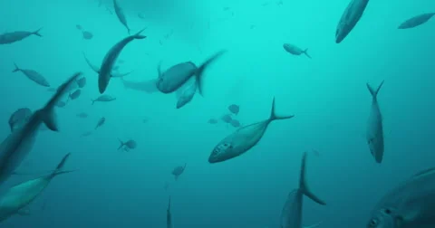 Great White in 2k Stock Footage 41900336
