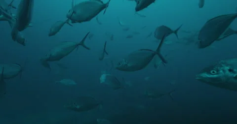 Great White in 2k Stock Footage 41906150