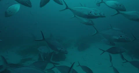 Great White in 2k Stock Footage 41913489