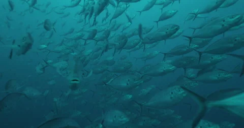 Great White in 2k Stock Footage 41923340