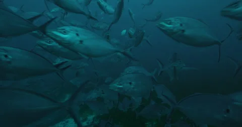 Great White in 2k Stock Footage 41985992