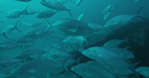 Great White in 2k Stock Footage 41996402