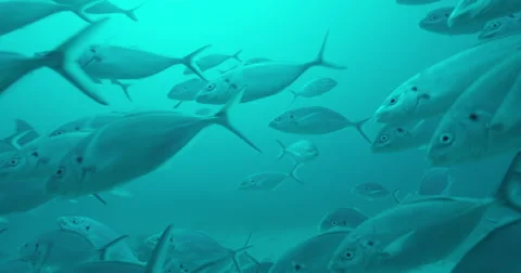 Great White in 2k Stock Footage 42006465