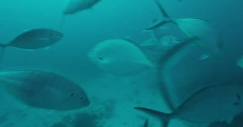 Great White in 2k Stock Footage 42010851