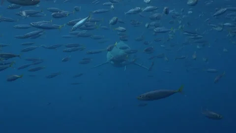 A Great White Appears from the Deep Stock Footage 236129360