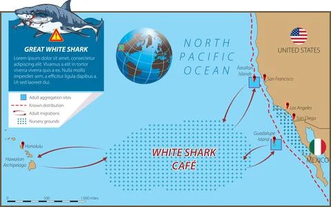 Great white cafe Stock Illustration