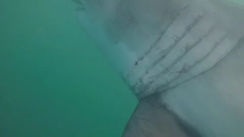 Great white close up shot Stock Footage 79968232
