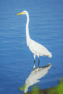 Great white egret (Ardea alba) looking for food, Sanibel Island, J.N. Ding Stock Photos
