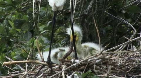 Great white egret chicks 動画素材 41735282