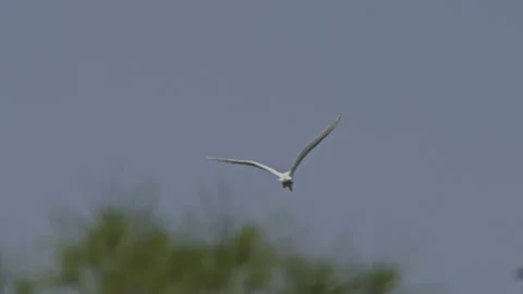 Great White Egret In Flight Through Trees Stock Footage 205319676