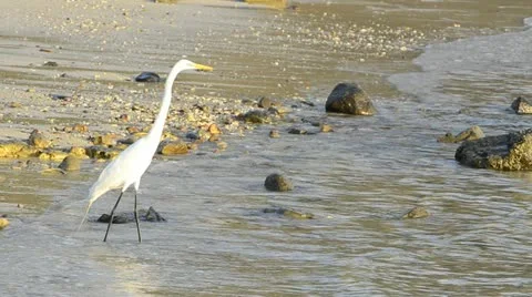 Great white egret Stock Footage 11625719