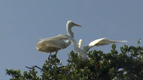 Great White Egret Stock Footage 41718887