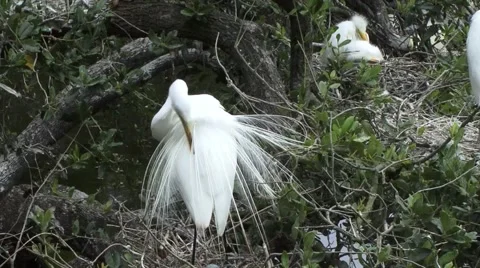 Great white egret Stock-Footage 41735106