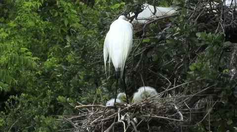 Great White Egret 動画素材 41735287