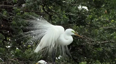 Great White Egret 動画素材 41735558