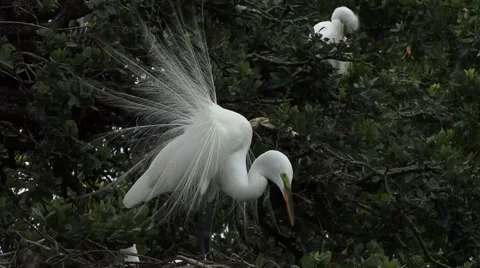 Great White Egret Stock-Footage 41735570