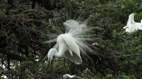 Great White Egret Stock Footage 41735619