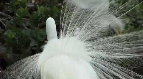 Great White Egret 動画素材 41735623