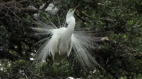 Great white egret. 動画素材 41735625