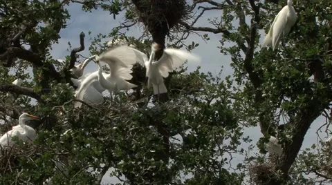 Great White Egret Stock Footage 41735720