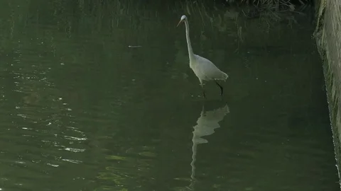 Great white egret Stock Footage 116015960