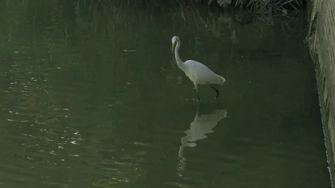 Great white egret Stock Footage 116015978