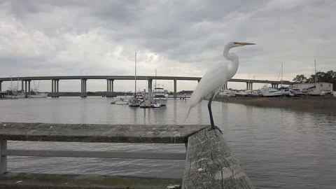 Great White Egret Stock Footage 126289632