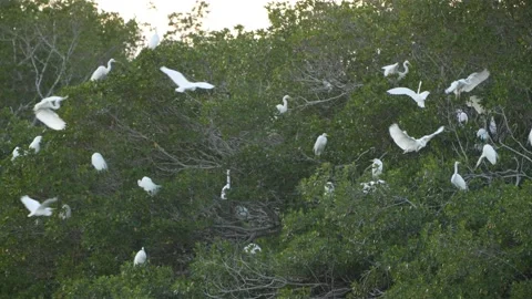 Great White Egret Stock Footage 147296209