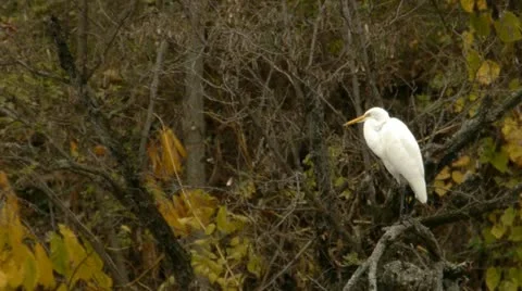 Great white Egret in forest 스톡 동영상 12415695