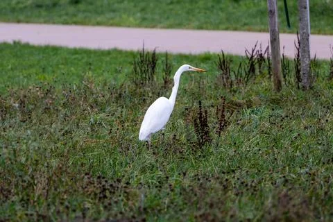 A great white egret in the marsh Stock Photos