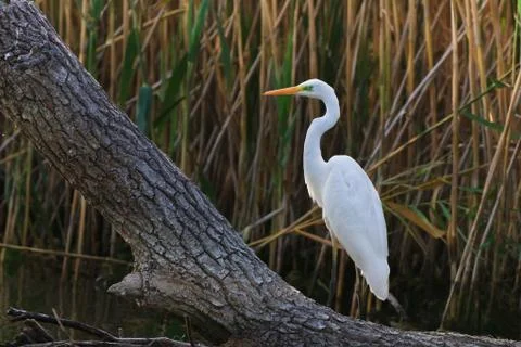Great white egret Stock Photos